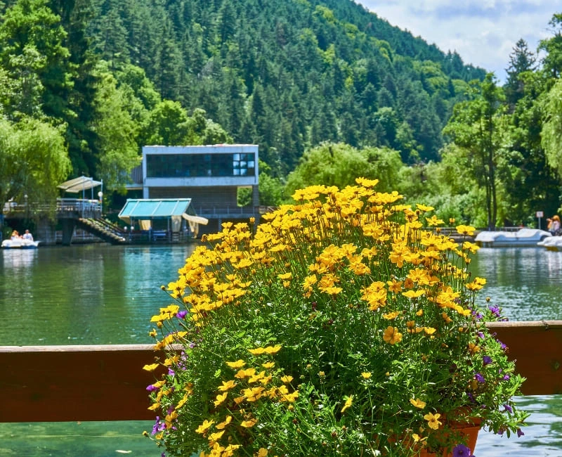 Wellness & Spa Retreats in Velingrad