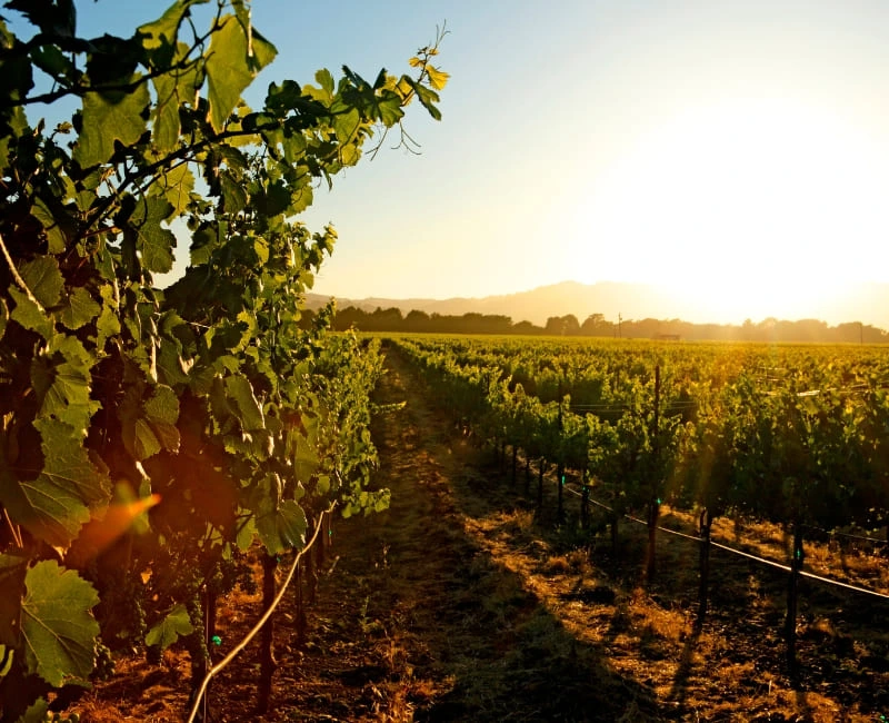 Food & Wine in Cyprus