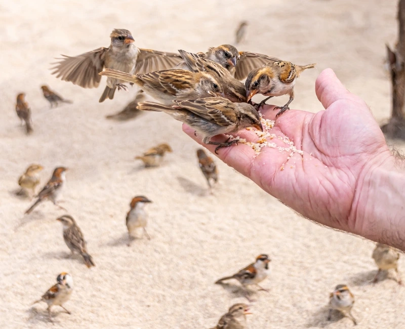 The Wild Beauty of Boa Vista