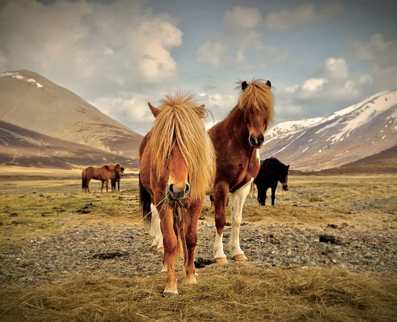 The Icelandic Outdoors