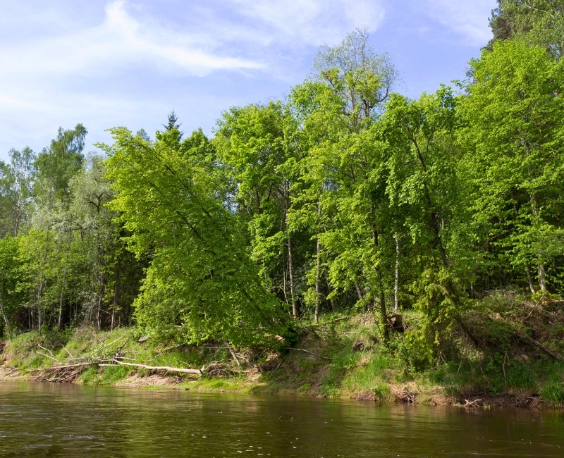Embrace Nature in Gauja National Park