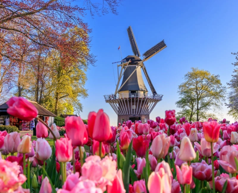 Dutch Countryside Charm