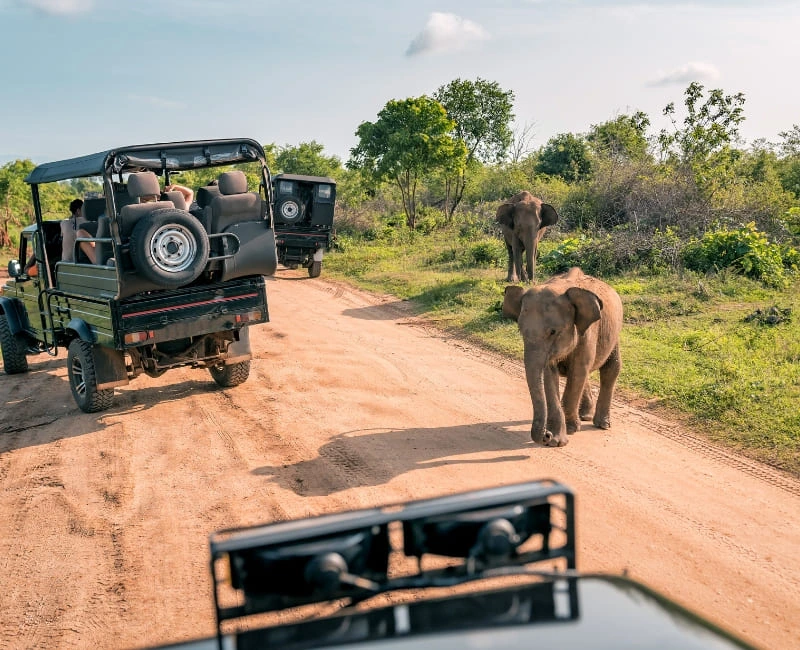 Wild Nature Adventures