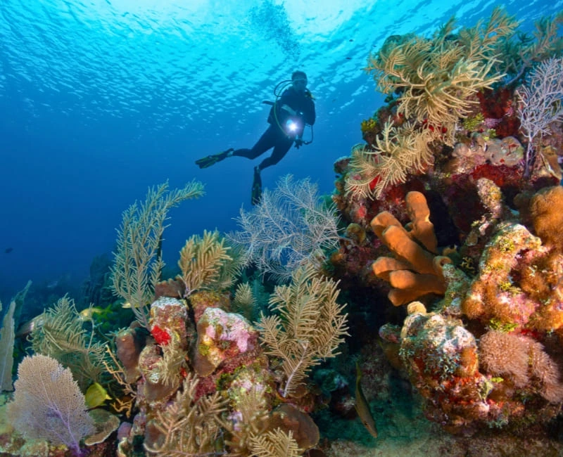 Snorkeling & Diving Adventures