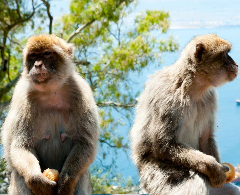 Barbary Macaques & Wildlife Encounters