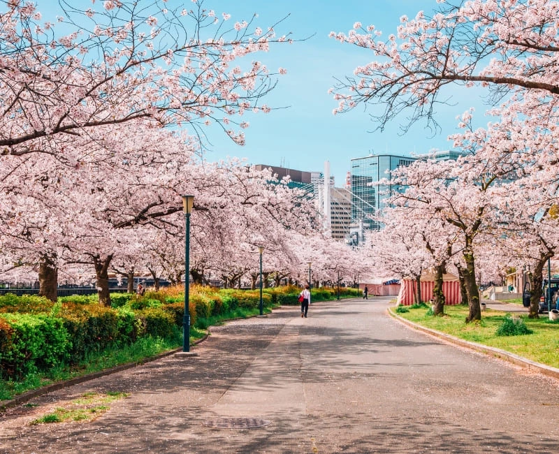 Seasonal Splendors: Cherry Blossoms and Autumn Foliage