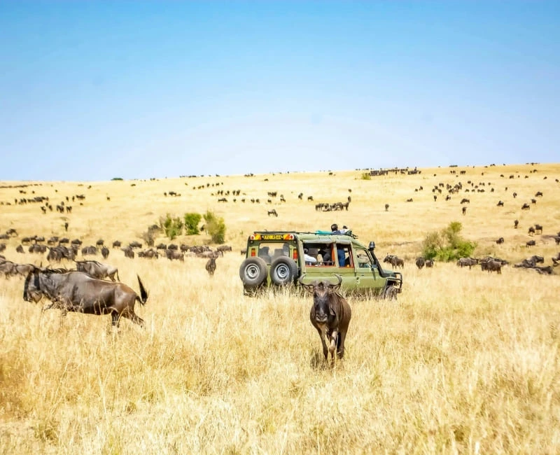 Safari in Maasai Mara