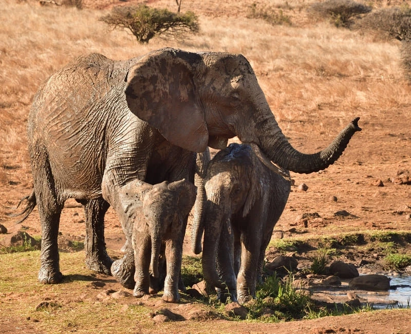 Conservancies & Community Safaris