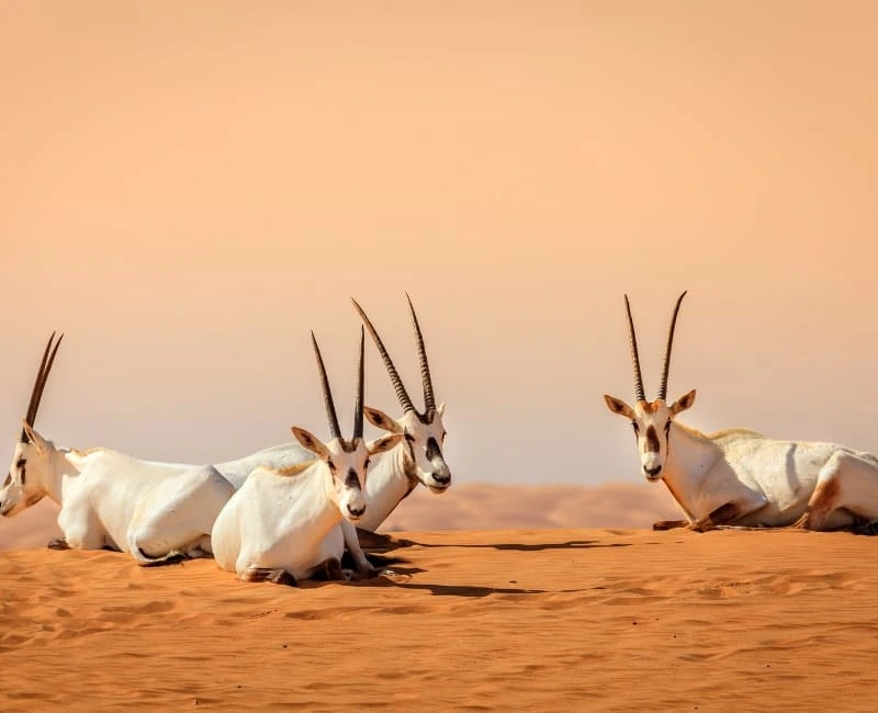 Desert Adventures in the Sharqiya Sands