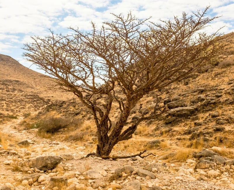 Frankincense Route & Dhofar Heritage