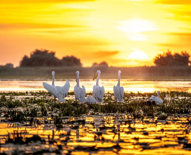 Danube Delta Wildlife Encounters