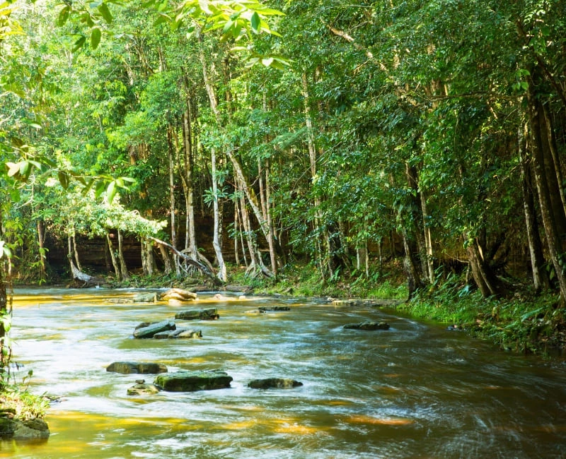 Amazon Rainforest Expeditions