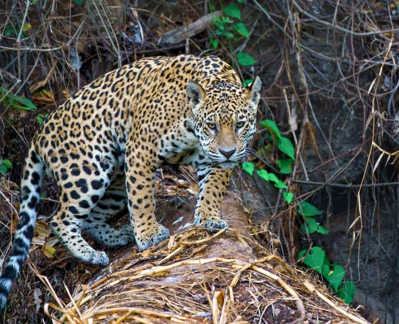 Pantanal Wildlife Safaris