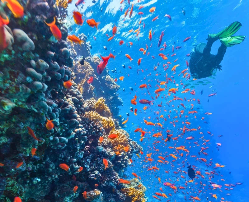 Great Barrier Reef Diving & Marine Exploration