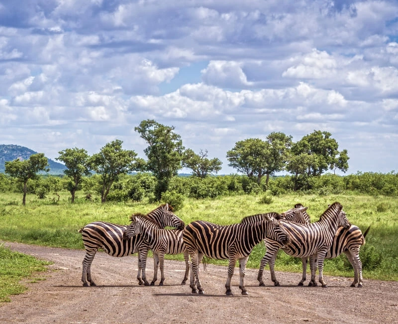 Safari in Kruger & Beyond