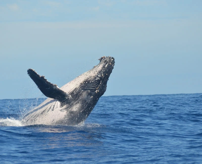 Whale Watching in Hermanus