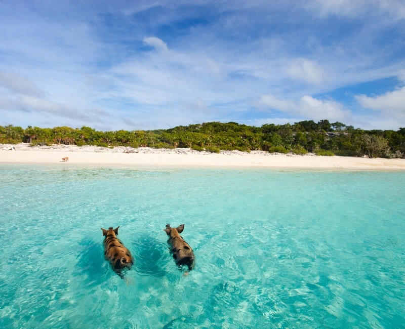 Exuma Cays & Swimming Pigs Adventure