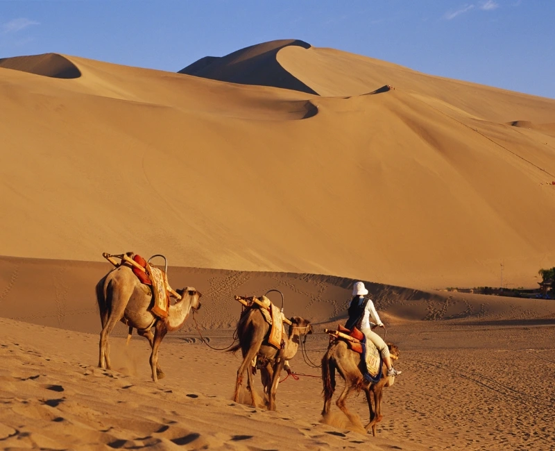 Discover Desert Safaris