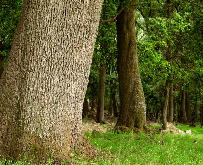 Brijuni & Istrian Hinterland