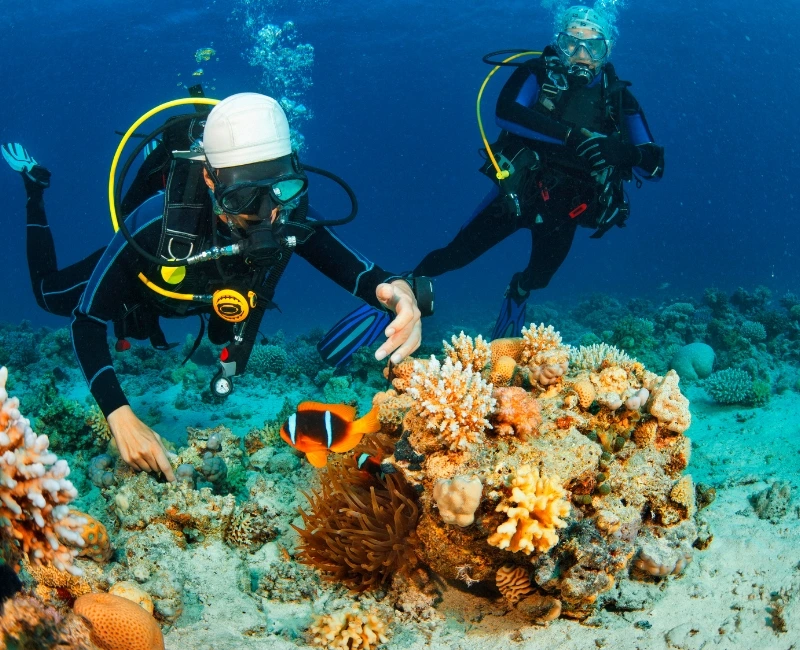 Snorkeling & Diving Excursions