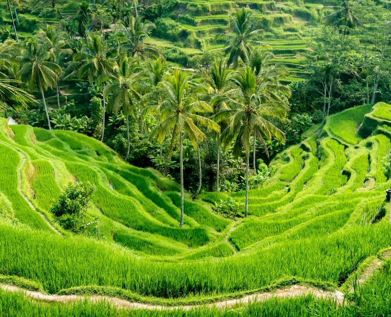 Ubud Rice Terraces