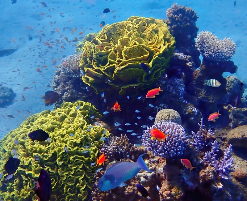 Dolphin and Marine Wildlife Tours