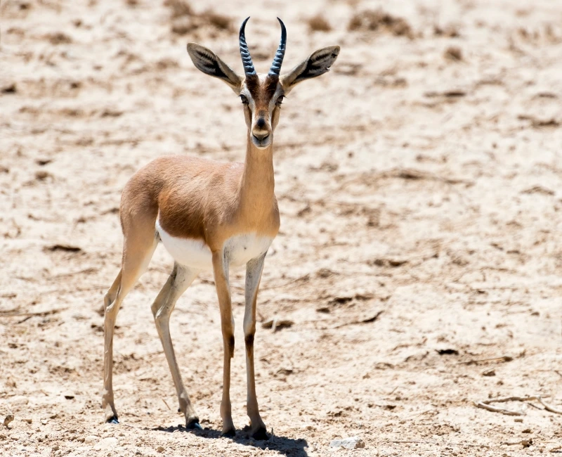 Negev Desert Jeep Safaris
