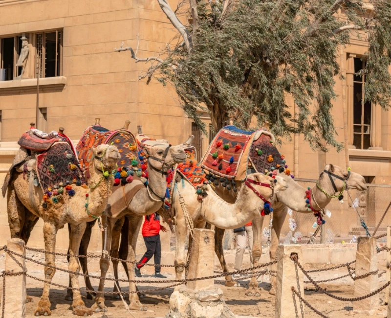 Local Culture and Cuisine Experiences