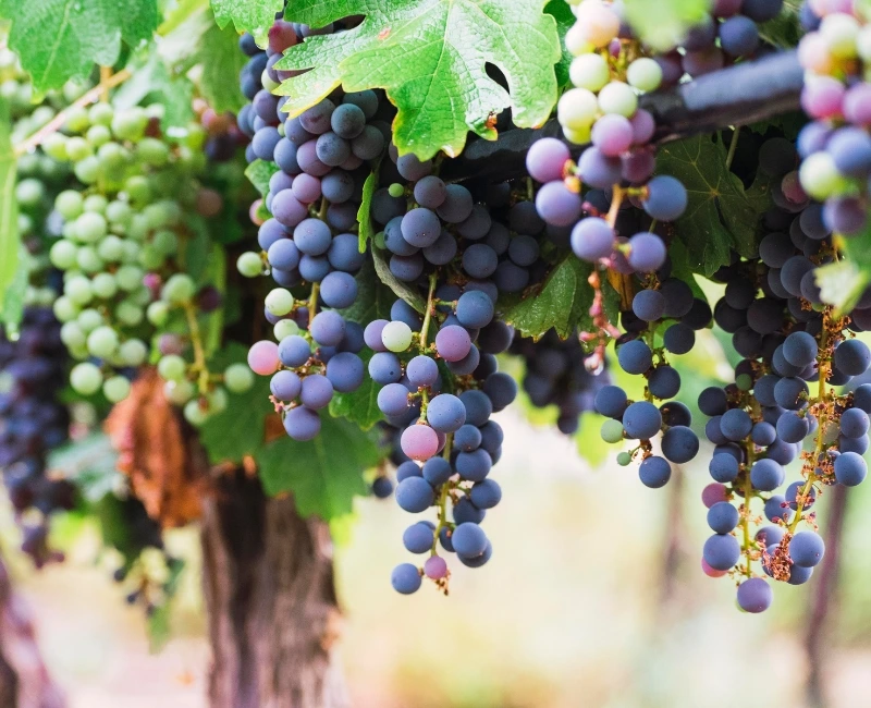 Culinary Trails and Wine Tours