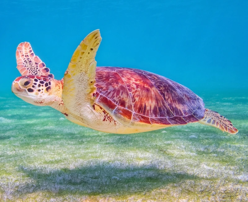 Turtle Bay Snorkelling Experience