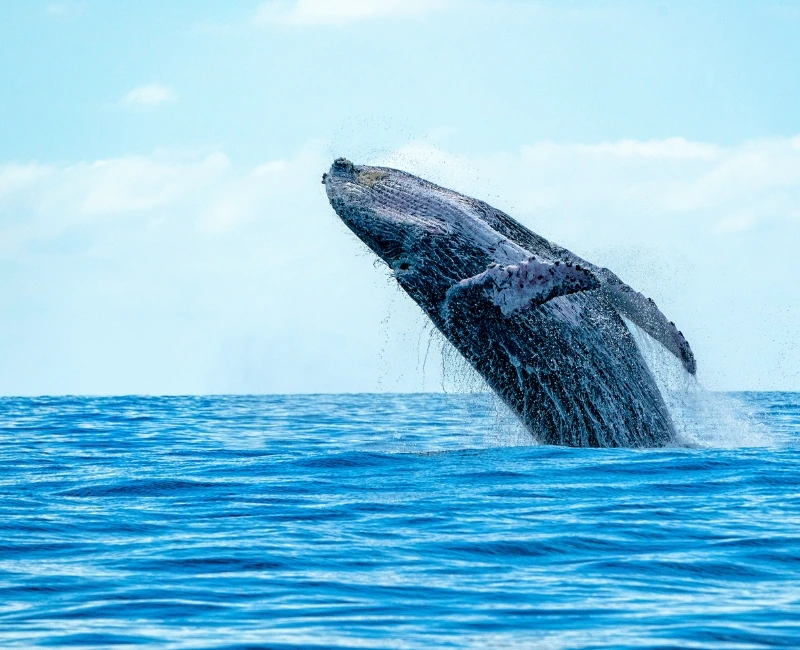 Whale Watching and Marine Life