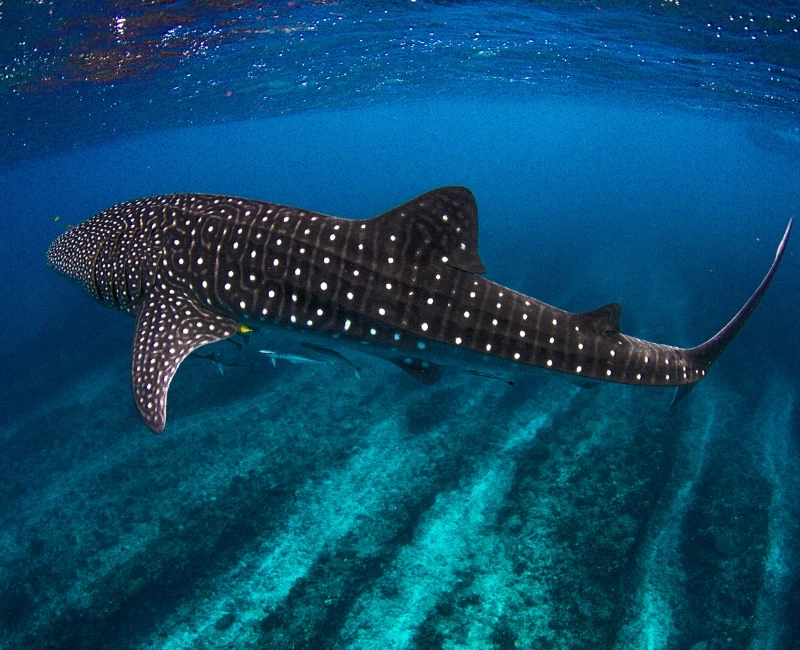 Seasonal Wildlife & Conservation Efforts