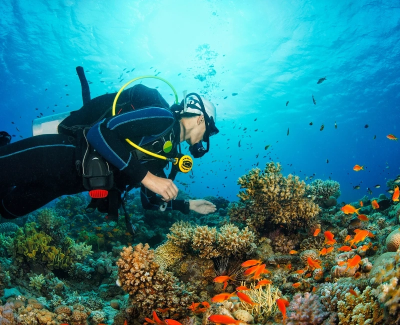 Snorkelling and Scuba Diving Experiences