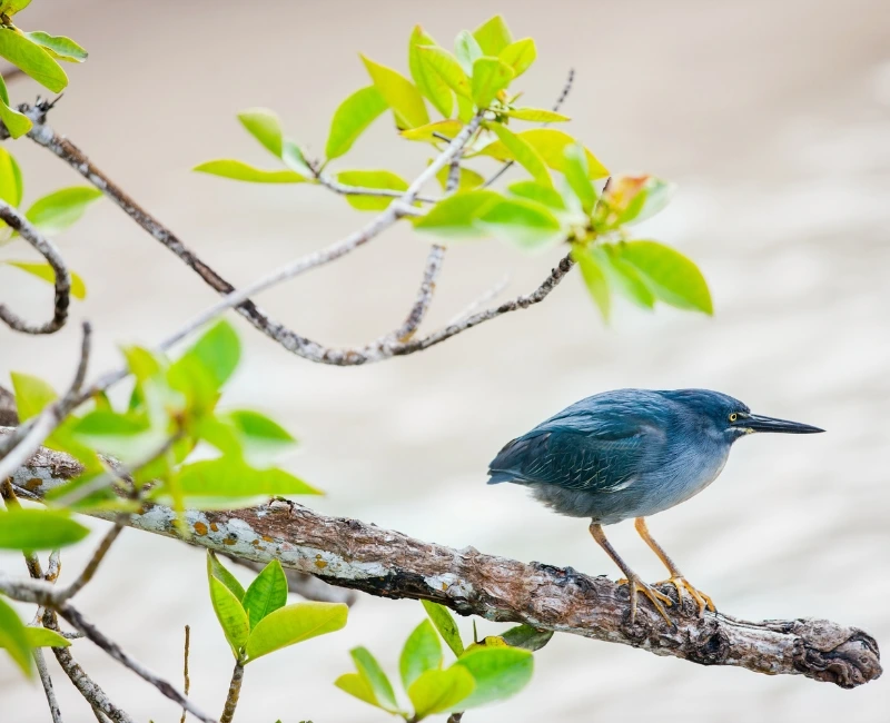 Wildlife and Birdwatching in Mangroves