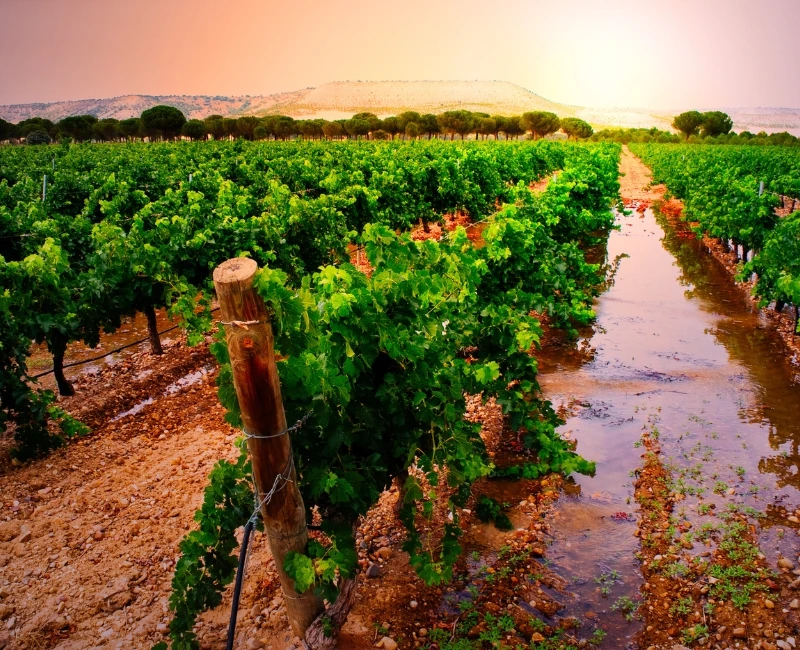 Wine Routes: Ribera del Duero & Rueda Excursions