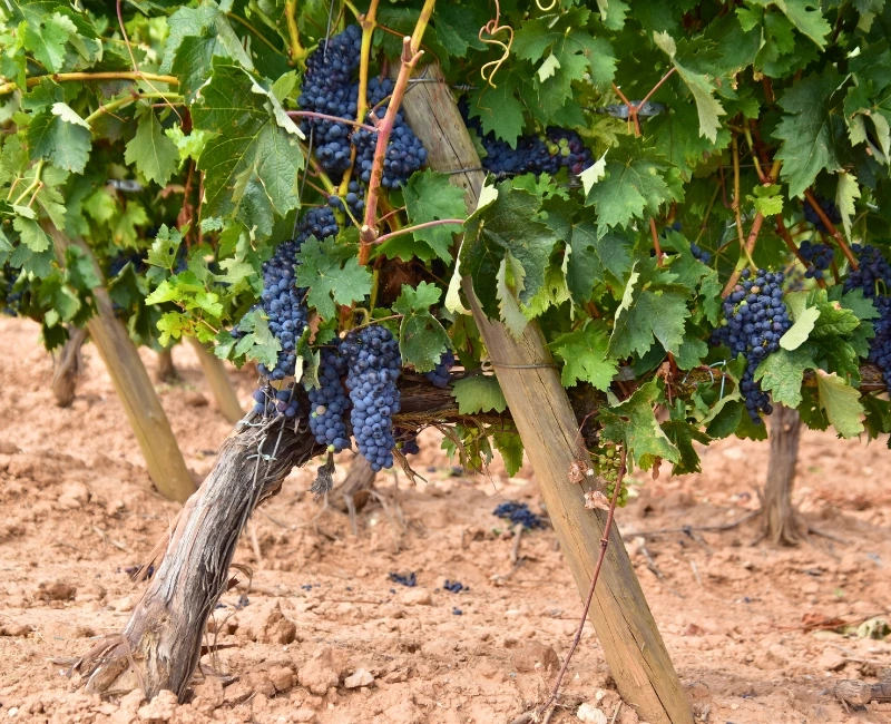 Ribera del Duero Wine Region Excursion