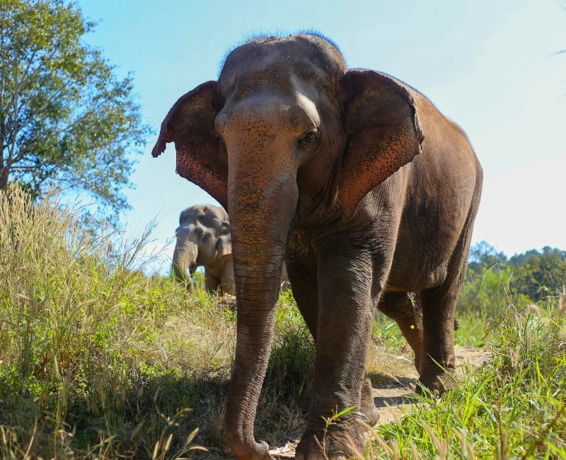 Ethical Elephant Sanctuaries and Wildlife