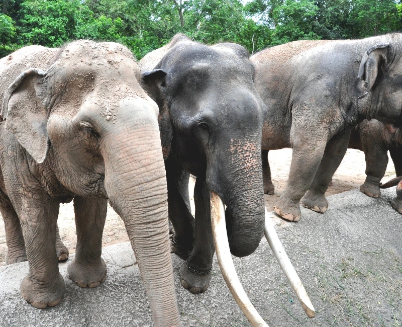 Khao Kheow Open Zoo Visit