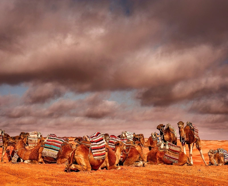 Oasis Excursions & Desert Edge