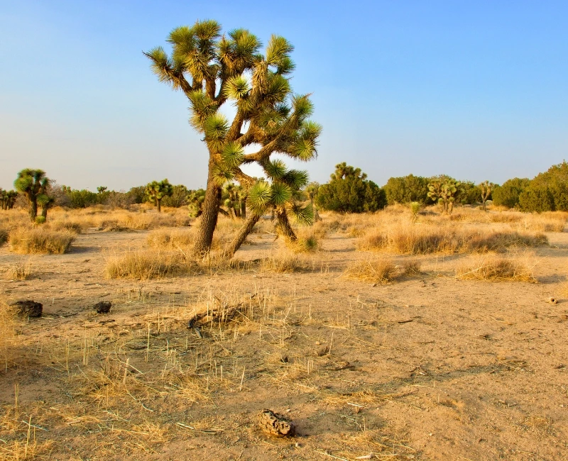 Deserts & National Parks