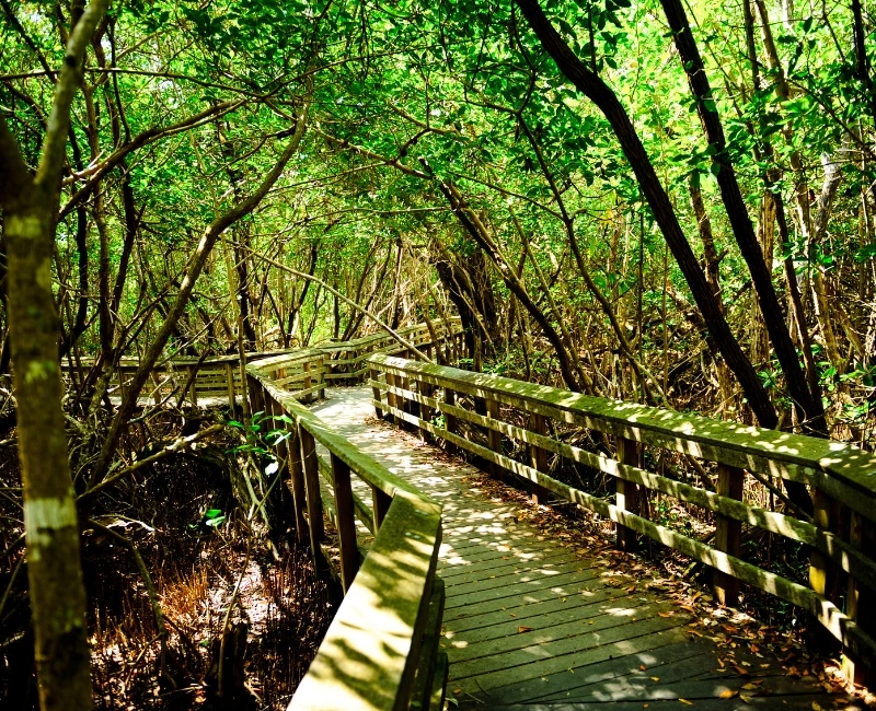 Everglades & Eco-Adventures