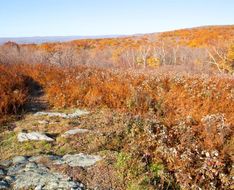 Berkshire Mountains: Hiking, Arts & Farm-to-Table