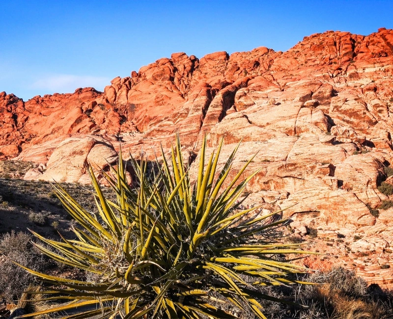 Hiking in Red Rock Canyon & Mojave Trails