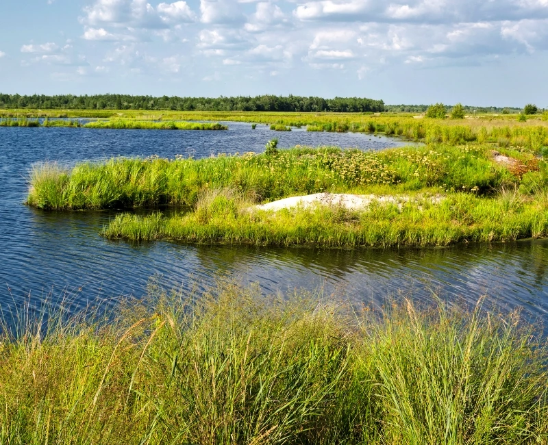 Pine Barrens & Eco-Tours