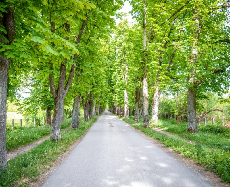 Sarajevo Film Festival & Performing Arts