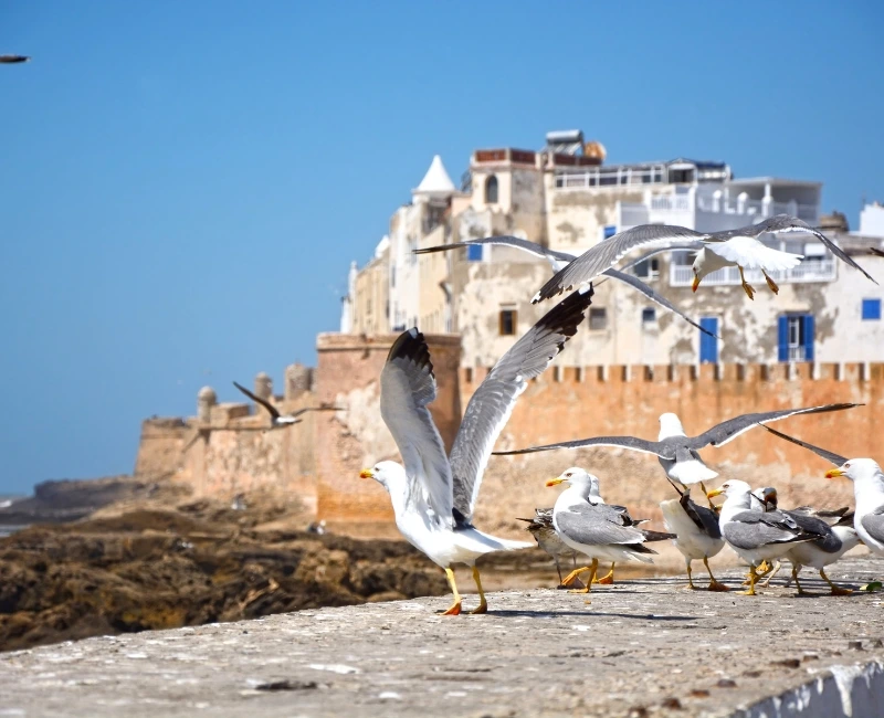 Birdwatching and Coastal Excursions