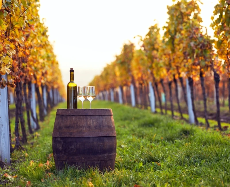 Wine Tasting in Franciacorta