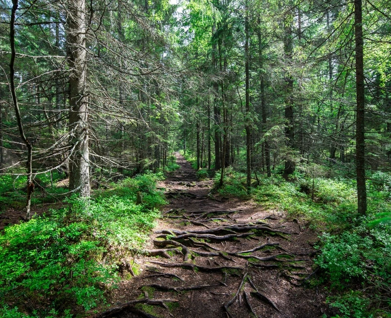 Nuuksio National Park