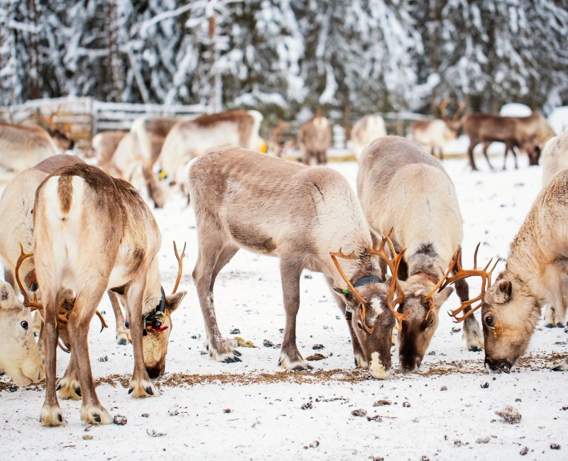 Wildlife Safaris & Reindeer Experiences