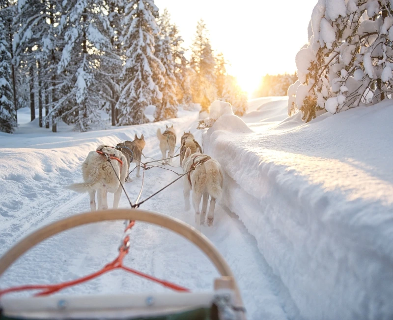 Husky Sledding & Snowmobiling Adventures